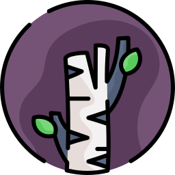Birch tree icon