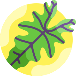 alocasia jacklyn icono