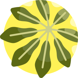 シェフレラ icon
