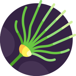 Papyrus frond icon