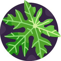 Papaya leaf icon