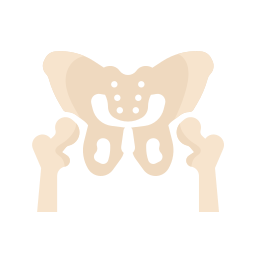 anatomia ikona
