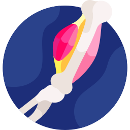 Ligament icon