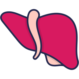 Liver icon