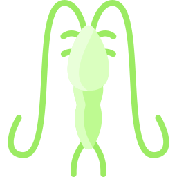 plâncton Ícone