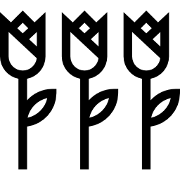 drei tulpen icon