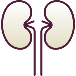 riñón icono