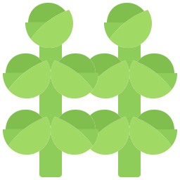 Brussels sprouts icon