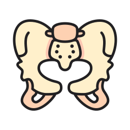 pelvis icono
