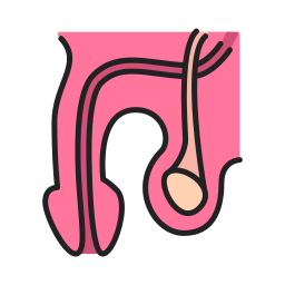 陰茎 icon