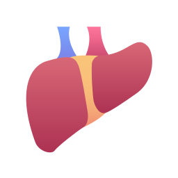 Liver icon