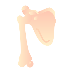 Scapula icon