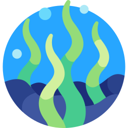 Seaweed icon