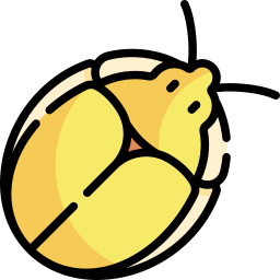 gouden schildpadkever icoon