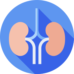 Kidneys icon