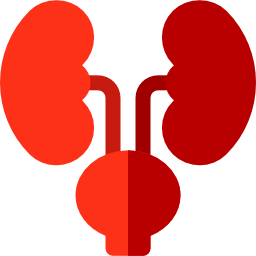 Kidneys icon