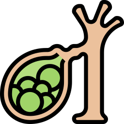 vesícula biliar icono