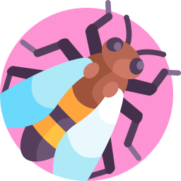 hummel icon