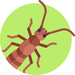 Earwig icon