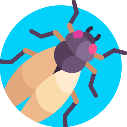 Cicada icon