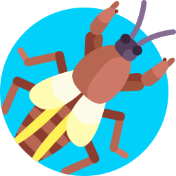 Mole cricket icon