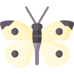 Butterfly icon