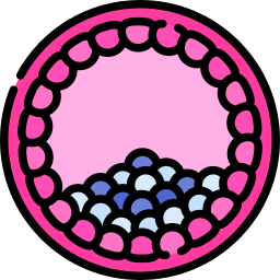 blastocyst icoon