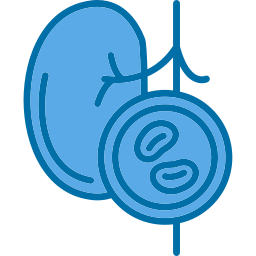 Kidney icon