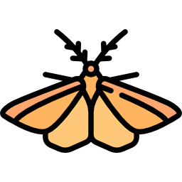 papillon de nuit Icône