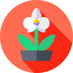 orchidea ikona