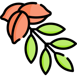 Pecan icon