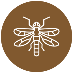 Dragon fly icon