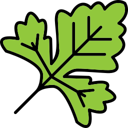 Coriander icon