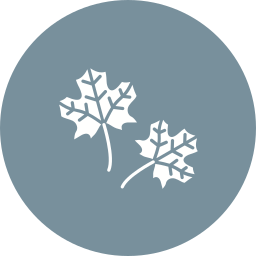 Maple leaf icon