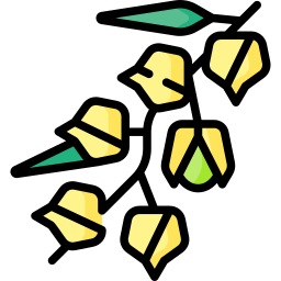 ゴールデンベリー icon
