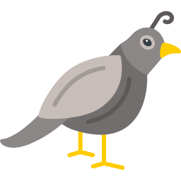 Quail icon