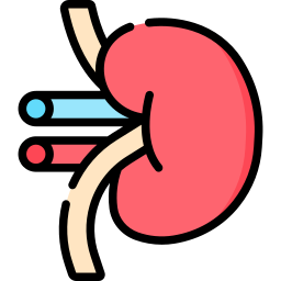 Kidney icon