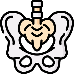 pelvis icono