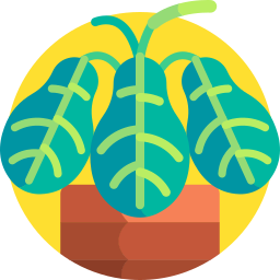 마란타 기도 식물 icon