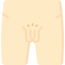 organes génitaux Icône