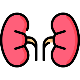 Kidneys icon