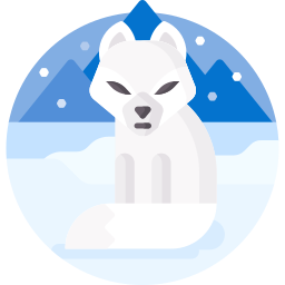 Arctic fox icon