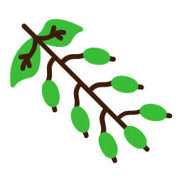 매자 나무 icon