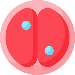 Zygote icon