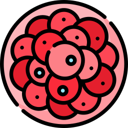 Zygote icon