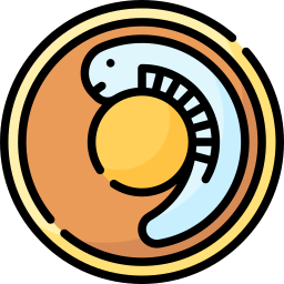 Embryo icon