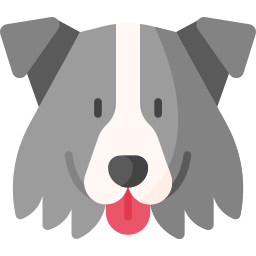 border collie icon