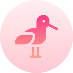 Oystercatcher icon