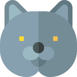 Британская короткошерстная кошка иконка