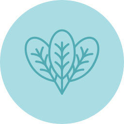 Spinach icon